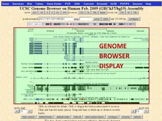 GENOME
BROWSER
DISPLAY
 