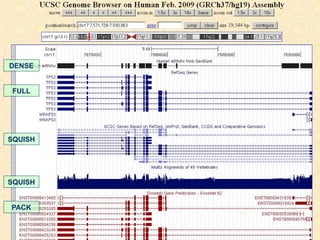DENSE


 FULL




SQUISH




SQUISH


PACK
 