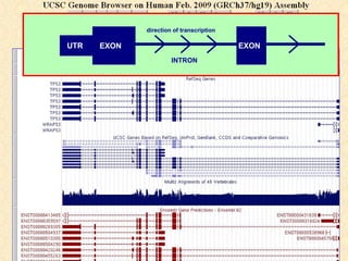 direction of transcription

UTR   EXON                                EXON
                      INTRON
 
