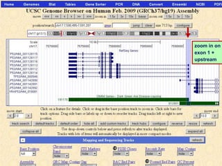 zoom in on
exon 1 +
upstream
 
