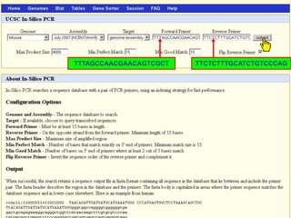 TTTAGCCAACGAACAGTCGCT   TTCTCTTTGCATCTGTCCCAG
 