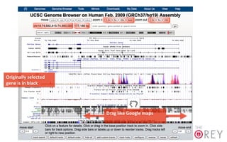 s	
  
Originally	
  selected	
  
gene	
  is	
  in	
  black	
  
Drag	
  like	
  Google	
  maps	
  
 