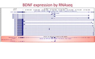 BDNF	
  expression	
  by	
  RNAseq	
  
 