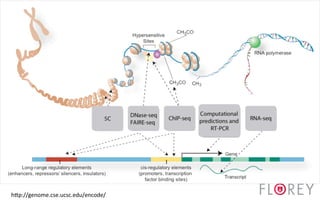 hdp://genome.cse.ucsc.edu/encode/	
  
 