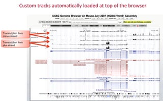 Transcription from
minus strand
Custom	
  tracks	
  automa2cally	
  loaded	
  at	
  top	
  of	
  the	
  browser	
  
Transcription from
plus strand
 
