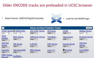 Older	
  ENCODE	
  tracks	
  are	
  preloaded	
  in	
  UCSC	
  browser	
  
•  Look	
  for	
  the	
  NHGRI	
  logo	
  •  Select	
  Human	
  	
  (GRCh37/hg19)	
  Assembly	
  
 
