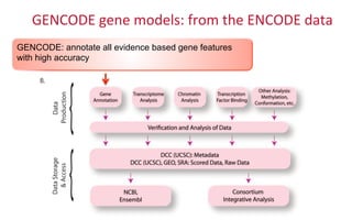 GENCODE	
  gene	
  models:	
  from	
  the	
  ENCODE	
  data	
  
GENCODE: annotate all evidence based gene features
with high accuracy
 