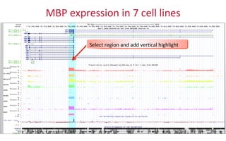 MBP	
  expression	
  in	
  7	
  cell	
  lines	
  
Select	
  region	
  and	
  add	
  ver2cal	
  highlight	
  
 