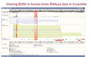 Viewing	
  BDNF	
  in	
  human	
  brain	
  RNAseq	
  data	
  in	
  Ensemble	
  
 