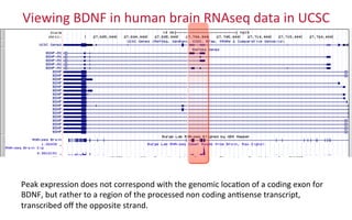 Viewing	
  BDNF	
  in	
  human	
  brain	
  RNAseq	
  data	
  in	
  UCSC	
  
Peak	
  expression	
  does	
  not	
  correspond	
  with	
  the	
  genomic	
  loca2on	
  of	
  a	
  coding	
  exon	
  for	
  
BDNF,	
  but	
  rather	
  to	
  a	
  region	
  of	
  the	
  processed	
  non	
  coding	
  an2sense	
  transcript,	
  
transcribed	
  oﬀ	
  the	
  opposite	
  strand.	
  
 