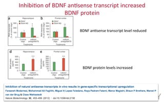 Inhibi2on	
  of	
  BDNF	
  an2sense	
  transcript	
  increased	
  	
  
BDNF	
  protein	
  
BDNF	
  an2sense	
  transcript	
  level	
  reduced	
  	
  
BDNF	
  protein	
  levels	
  increased	
  	
  
 