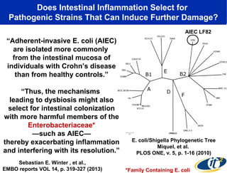 Does Intestinal Inflammation Select for
Pathogenic Strains That Can Induce Further Damage?
AIEC LF82

“Adherent-invasive E. coli (AIEC)
are isolated more commonly
from the intestinal mucosa of
individuals with Crohn’s disease
than from healthy controls.”
“Thus, the mechanisms
leading to dysbiosis might also
select for intestinal colonization
with more harmful members of the
Enterobacteriaceae*
—such as AIEC—
thereby exacerbating inflammation
and interfering with its resolution.”
Sebastian E. Winter , et al.,
EMBO reports VOL 14, p. 319-327 (2013)

E. coli/Shigella Phylogenetic Tree
Miquel, et al.
PLOS ONE, v. 5, p. 1-16 (2010)
*Family Containing E. coli

 