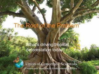 The Root of the Problem


    What’s driving tropical
    deforestation today?
 