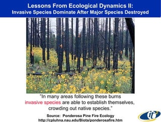 Lessons From Ecological Dynamics II:
Invasive Species Dominate After Major Species Destroyed

 ”In many areas following these burns 
invasive species are able to establish themselves, 
crowding out native species.”
Source: Ponderosa Pine Fire Ecology
http://cpluhna.nau.edu/Biota/ponderosafire.htm

 
