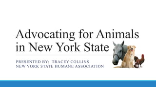 Advocating for Animals
in New York State
PRESENTED BY: TRACEY COLLINS
NEW YORK STATE HUMANE ASSOCIATION
 