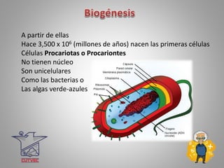 A partir de ellas
Hace 3,500 x 106 (millones de años) nacen las primeras células
Células Procariotas o Procariontes
No tienen núcleo
Son unicelulares
Como las bacterias o
Las algas verde-azules
 