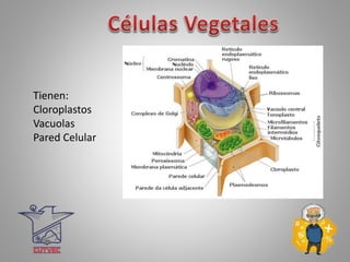 Tienen:
Cloroplastos
Vacuolas
Pared Celular
 