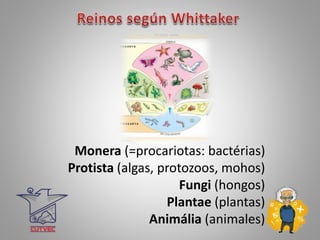 Monera (=procariotas: bactérias)
Protista (algas, protozoos, mohos)
Fungi (hongos)
Plantae (plantas)
Animália (animales)
 