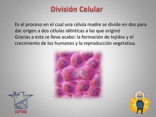 Es el proceso en el cual una célula madre se divide en dos para
dar origen a dos células idénticas a las que originó
Gracias a esta se lleva acabo: la formación de tejidos y el
crecimiento de los humanos y la reproducción vegetativa.
 