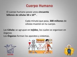 El cuerpo humano posee unos cincuenta
billones de células 50 x 1012 .
Las Células se agrupan en tejidos, los cuales se organizan en
órganos
Los Órganos forman los aparatos y sistemas.
Cada minuto que pasa, 300 millones de
células mueren en tu cuerpo.
 