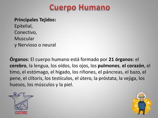 Principales Tejidos:
Epitelial,
Conectivo,
Muscular
y Nervioso o neural
Órganos: El cuerpo humano está formado por 21 órganos: el
cerebro, la lengua, los oídos, los ojos, los pulmones, el corazón, el
timo, el estómago, el hígado, los riñones, el páncreas, el bazo, el
pene, el clítoris, los testículos, el útero, la próstata, la vejiga, los
huesos, los músculos y la piel.
 