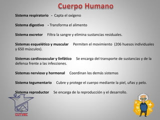 Sistema respiratorio - Capta el oxígeno
Sistema digestivo - Transforma el alimento
Sistema excretor Filtra la sangre y elimina sustancias residuales.
Sistemas esquelético y muscular Permiten el movimiento (206 huesos individuales
y 650 músculos).
Sistemas cardiovascular y linfático Se encarga del transporte de sustancias y de la
defensa frente a las infecciones.
Sistemas nervioso y hormonal Coordinan los demás sistemas
Sistema tegumentario Cubre y protege el cuerpo mediante la piel, uñas y pelo.
Sistema reproductor Se encarga de la reproducción y el desarrollo.
 