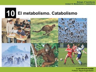 Biología. 2º bachillerato
                          Unidad 10. Metabolismo I. Catabolismo




10   El metabolismo. Catabolismo




                                       C.E.M HIPATIA-FUHEM
                                  Profesor: Miguel Ángel Madrid
 