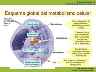 Biología. 2º bachillerato
                                                   Unidad 10. Metabolismo I. Catabolismo




 Es...