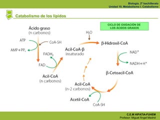Biología. 2º bachillerato
                             Unidad 10. Metabolismo I. Catabolismo


Catabolismo de los lípidos
...