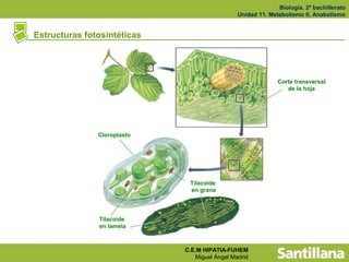 Biología. 2º bachillerato
                                               Unidad 11. Metabolismo II. Anabolismo


Estructuras fotosintéticas




                                                             Corte transversal
                                                                de la hoja




               Cloroplasto




                              Tilacoide
                              en grana




               Tilacoide
               en lamela



                             C.E.M HIPATIA-FUHEM
                                Miguel Ángel Madrid
 