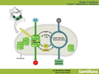 Biología. 2º bachillerato
                  Unidad 11. Metabolismo II. Anabolismo




C.E.M HIPATIA-FUHEM
   Miguel Ángel Madrid
 