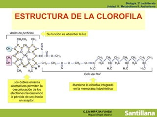 Biología. 2º bachillerato
                                                                        Unidad 11. Metabolismo II. Anabolismo



   ESTRUCTURA DE LA CLOROFILA
Anillo de porfirina        Su función es absorber la luz




                                                      Cola de fitol

   Los dobles enlaces
alternativos permiten la                      Mantiene la clorofila integrada
  descolocación de los                        en la membrana fotosintética
electrones favoreciendo
la pérdida de uno hacia
       un aceptor.


                                                      C.E.M HIPATIA-FUHEM
                                                         Miguel Ángel Madrid
 