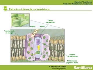 Biología. 2º bachillerato
                                                             Unidad 11. Metabolismo II. Anabolismo


     Estructura interna de un fotosistema



                                          Centro
                                        de reacción

                       Antena   Fotón

Transferencia
 de energía




                                                                       Aceptor
                                                                     de electrones

                                                                     Moléculas de
                                                                    pigmento diana

                                           C.E.M HIPATIA-FUHEM
                                              Miguel Ángel Madrid
 