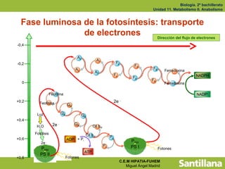 Biología. 2º bachillerato
                                                                                               Unidad 11. Metabolismo II. Anabolismo


  Fase luminosa de la fotosíntesis: transporte
                de electrones      Dirección del flujo de electrones
-0,4


                                       Ao
                                                       A1
-0,2                                                                    Fx
                                                                                     FA
                                      Ao                                                       FB
                                                    A1                                                 Ferredoxina
                                                                       Fx                                             NADPH
                                                                                    FA
                                                                                              FB
  0                                                                                                    Ferredoxina

                   Feofitina                                                                                           NADP+
+0,2      Feofitina                                                    2e -
                                 QA

        Luz                 QA
                                            QB
+0,4
                     2e -             QB
        H2O                                        Cit b6f
       Fotólisis                             Cit b6f              Pc
+0,6                             ADP + Pi
          2e -                                                                     P700
                                                             Pc                    PS I
          P680                                                                                      Fotones
                                             ATP
          PS II
+0,8                             Fotones
                                                                             C.E.M HIPATIA-FUHEM
                                                                                Miguel Ángel Madrid
 