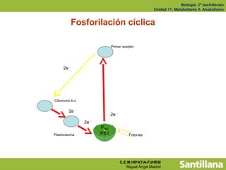 Biología. 2º bachillerato
                                                       Unidad 11. Metabolismo II. Anabolismo


             Fosforilación cíclica

                              Primer aceptor




      2e -




Citocromo b-c


         2e -
                              2e -
                2e -
                       P700
Plastocianina          PS I              Fotones




                                     C.E.M HIPATIA-FUHEM
                                        Miguel Ángel Madrid
 