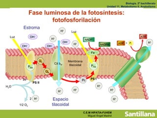 Biología. 2º bachillerato
                                                                                  Unidad 11. Metabolismo II. Anabolismo

                 Fase luminosa de la fotosíntesis:
                         fotofosforilación
          Estroma
                                          H+          Luz
  Luz             OH -                                                                                       ATP
                                   H+                            NADP+
                                               OH -                                           ADP + Pi             H+
                                                       H+                     NADPH
         OH -                 OH -

                                                                      Fe

                         QA                       Membrana
                                     Cit b6f       tilacoidal
                 P680                                                 P700
                              QB

          2e-                                               Pc       PS I
                    PS II
H2O                                                                          H+
                                        H+             H+                             H+

                  2 H+              Espacio                                              H+
        1/2 O2                     tilacoidal
                                                                C.E.M HIPATIA-FUHEM
                                                                   Miguel Ángel Madrid
 
