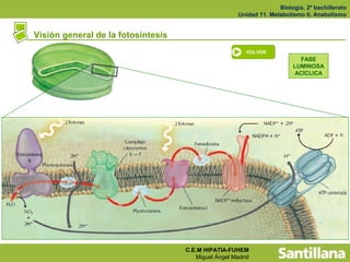 Biología. 2º bachillerato
                                                      Unidad 11. Metabolismo II. Anabolismo


Visión general de la fotosíntesis
                                                         VOLVER
                                                                           FASE
                                                                         LUMINOSA
                                                                         ACÍCLICA




                                    C.E.M HIPATIA-FUHEM
                                       Miguel Ángel Madrid
 