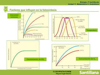 Biología. 2º bachillerato
                                                       Unidad 11. Metabolismo II. Anabolismo


Factores que influyen en la fotosíntesis
Intensidad
 luminosa




                                                                              Temperatura




              Concentración de CO2                                  Concentración de O2




                                     C.E.M HIPATIA-FUHEM
                                        Miguel Ángel Madrid
 