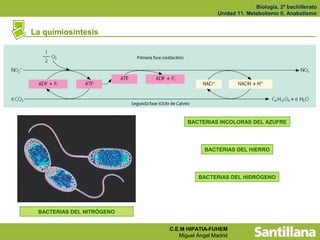 Biología. 2º bachillerato
                                             Unidad 11. Metabolismo II. Anabolismo


La quimiosíntesis




                                 BACTERIAS INCOLORAS DEL AZUFRE




                                        BACTERIAS DEL HIERRO




                                     BACTERIAS DEL HIDRÓGENO




 BACTERIAS DEL NITRÓGENO


                           C.E.M HIPATIA-FUHEM
                              Miguel Ángel Madrid
 
