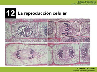 Biología. 2º bachillerato
                               Unidad 12. Reproducción celular




12   La reproducción celular




                                       C.E.M HIPATIA-FUHEM
                                 Profesor: Miguel Ángel Madrid
 