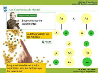 Biología. 2º bachillerato
Unidad 13. Genética mendeliana
C.E.M HIPATIA-FUHEM
Profesor: Miguel Ángel Madrid
Las experiencia...