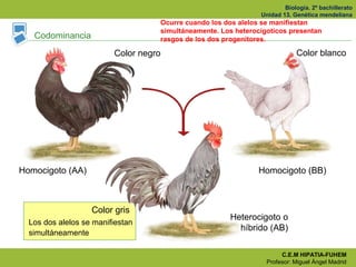 Biología. 2º bachillerato
Unidad 13. Genética mendeliana
C.E.M HIPATIA-FUHEM
Profesor: Miguel Ángel Madrid
Color gris
Los ...
