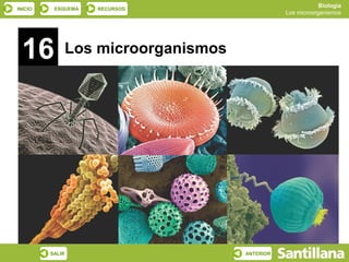 INICIO ESQUEMA RECURSOS
Biología
Los microorganismos
SALIR ANTERIOR
16 Los microorganismos
 