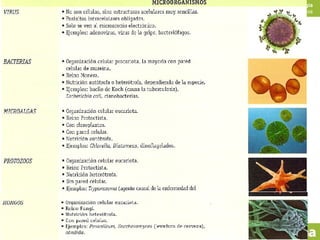 INICIO ESQUEMA RECURSOS
Biología
Los microorganismos
SALIR ANTERIOR12
 