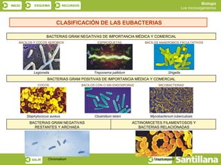 INICIO ESQUEMA RECURSOS
Biología
Los microorganismos
SALIR ANTERIOR
BACTERIAS GRAM NEGATIVAS DE IMPORTANCIA MÉDICA Y COMER...
