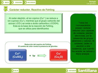 Biología
INICIO       ESQUEMA           RECURSOS
                                                                                             Los glúcidos



         Carácter reductor. Reactivo de Fehling


      Al ceder electrón, el ion cúprico (Cu2+ ) se reduce a
    ion cuproso (Cu+), mientras que el grupo carbonilo del
     azúcar (-CO-) se oxida a ácido carboxílico (-COOH).                              Todos los
           Esta es la base de la reacción de Fehling,                             monosacáridos
                que se utiliza para identificarlos                                poseen carácter
                                                                               reductor (son capaces
                                                                                de oxidarse, pierden
                                                                                 electrones, por la
                                                                                presencia de grupos
                                                                              aldehídos y cetona). Al
                           Reducción del reactivo de Fehling                     oxidarse, ceden el
                    El cambio de color revela la presencia de glúcidos              electrón a otra
                                                                               sustancia, que cuando
                                                                              los acepta, se reduce y
             Cu2+                                                   Cu+            libera energía
           (CuSO4)                + 1e-                           (Cu2O)



            SALIR                                                          ANTERIOR
 