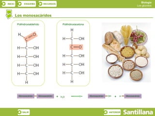 Biología
INICIO          ESQUEMA         RECURSOS
                                                                                                          Los glúcidos



         Los monosacáridos

          Polihidroxialdehído                   Polihidroxiacetona




           Monosacárido     Monosacárido   +   H2O                   Monosacárido   OH   +   H   Monosacárido




              SALIR                                                                 ANTERIOR
 
