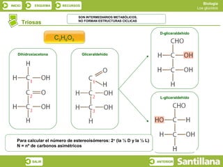 Biología
INICIO       ESQUEMA     RECURSOS
                                                                                           Los glúcidos

                                 SON INTERMEDIARIOS METABÓLICOS,
         Triosas                 NO FORMAN ESTRUCTURAS CICLICAS



                                                                        D-gliceraldehído
                       C3H6O3

    Dihidroxiacetona                Gliceraldehído




                                                                        L-gliceraldehído




   Para calcular el número de estereoisómeros: 2 n (la ½ D y la ½ L)
   N = nº de carbonos asimétricos


            SALIR                                                      ANTERIOR
 