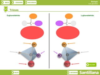 Biología
INICIO       ESQUEMA   RECURSOS
                                                      Los glúcidos



         Triosas

  D-gliceraldehído                           L-gliceraldehído




                                                       VOLVER




            SALIR                 ANTERIOR
 