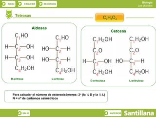 Biología
INICIO          ESQUEMA   RECURSOS
                                                                                           Los glúcidos



         Tetrosas
                                                                    C4H8O4

                    Aldosas
                                                                         Cetosas




   D-eritrosa                  L-eritrosa
                                                          D-eritrulosa              L-eritrulosa




    Para calcular el número de estereoisómeros: 2 n (la ½ D y la ½ L)
    N = nº de carbonos asimétricos



            SALIR                                                        ANTERIOR
 